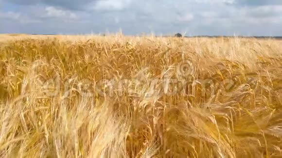 麦田一大堆麦子都结了收获和收获的概念视频的预览图