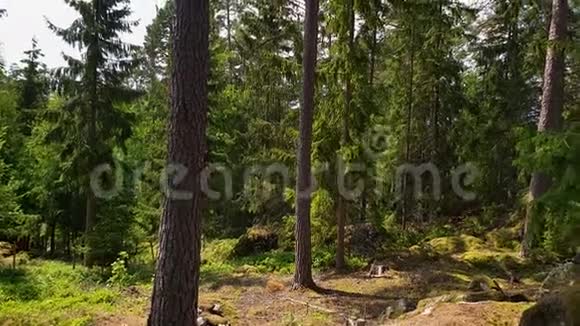 美的自然景观观夏日的岩石景观上绿树成荫瑞典视频的预览图