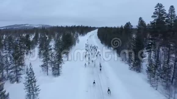 挪威路上雪地上驯鹿群的鸟瞰图视频的预览图