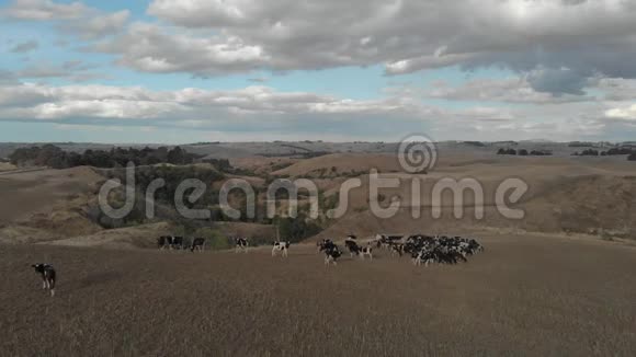 空中射击的农村地区充满了牛山秋景视频的预览图