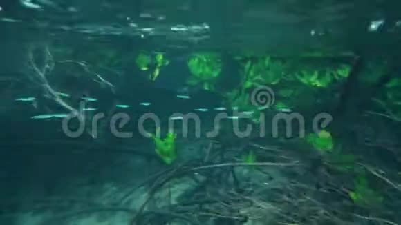 一群鱼在红树林旁游动视频的预览图