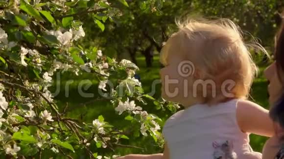 穿着白色裙子的小女孩嗅着苹果树上的花朵视频的预览图