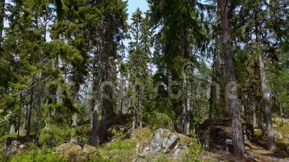 美的自然景观观夏日的岩石景观上绿树成荫瑞典视频的预览图