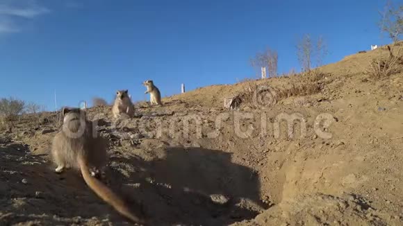 在哈萨克斯坦草原上三只山雀在它们的洞附近奔跑视频的预览图