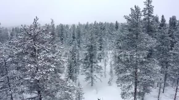 在挪威的冬天在大雪和大雾中在傍晚飞过巨大的山树视频的预览图
