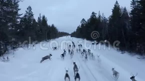 挪威路上雪地上驯鹿群的鸟瞰图视频的预览图