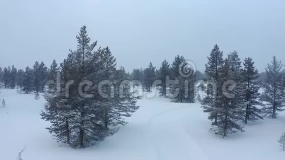 在挪威的冬天在大雪和大雾中在傍晚飞过巨大的山树视频的预览图