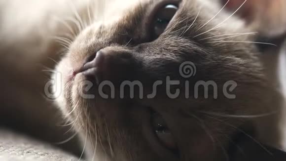 棕色的缅甸小猫躺在家里的沙发上视频的预览图
