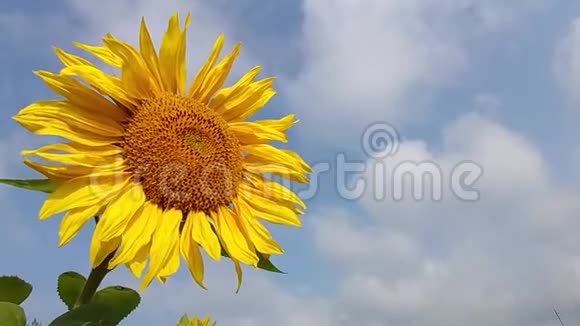 一朵黄色的大向日葵在阳光明媚的天气里迎着天空随风摇曳视频的预览图
