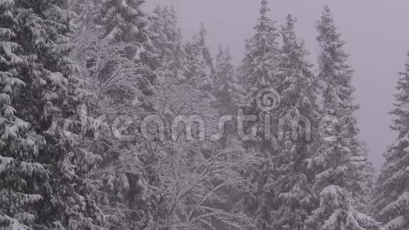 冬季降雪在山松林与雪的圣诞树动作缓慢视频的预览图