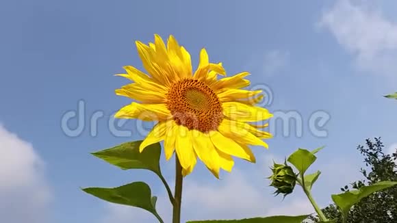 一朵黄色的大葵花在阳光明媚的天气里迎风飞舞视频的预览图