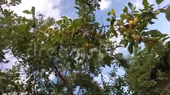 阳光明媚的一天花园里一棵树的枝上一棵树在风中摇曳着一颗颗未成熟的黄梅果视频的预览图