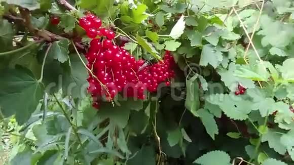 成熟的红色醋栗和一种看起来像蝉的昆虫视频的预览图