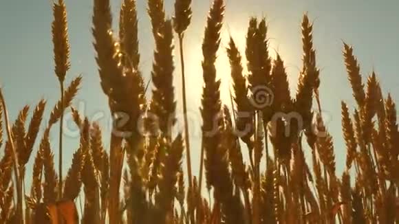 环保小麦农业商业概念在蓝天上成熟小麦的田野穗状花序视频的预览图