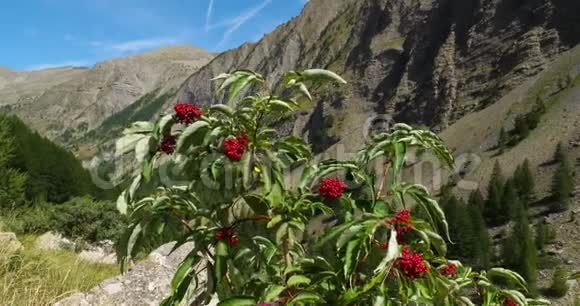 法国安布伦莫特斯阿尔卑斯省克里沃克斯山谷视频的预览图