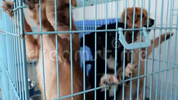 可爱的小狗在动物收容所的笼子里狗窝点视频的预览图