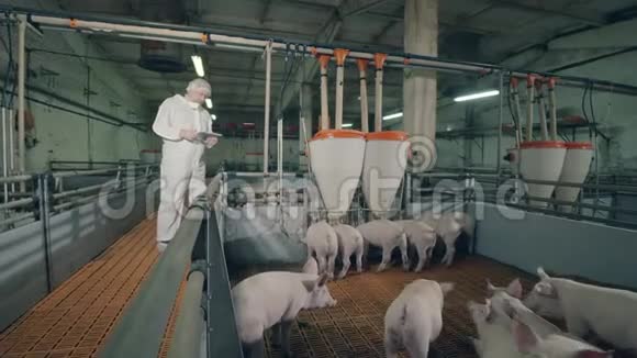 男农正在养猪场检查猪视频的预览图