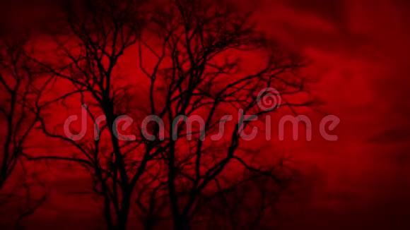 红色天空和强风中的树木视频的预览图