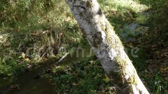 秋天沿着鲑鱼河流经森林的溪流视频的预览图
