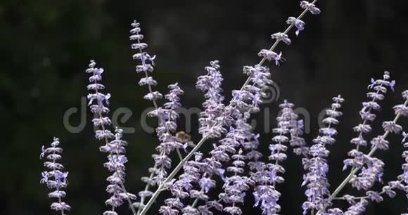 佛洛世奇是薄荷科的一个开花植物属视频的预览图