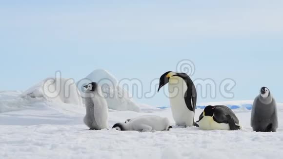 帝企鹅在冰上孵小鸡视频的预览图