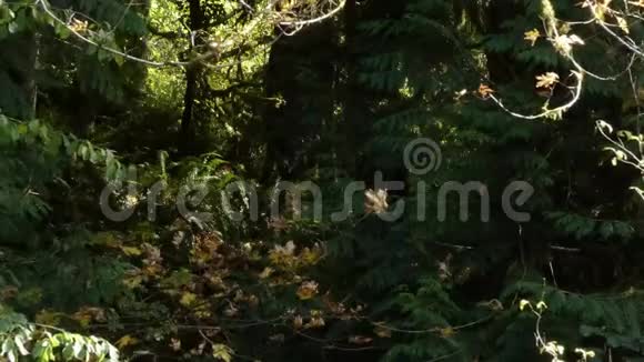 太平洋西北部秋天枫树和森林上生长着苔藓视频的预览图