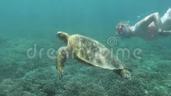 海龟浮潜少女珊瑚礁水下慢动作4k视频的预览图