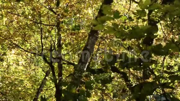 枫树上五颜六色的黄色变化的叶子在吹视频的预览图
