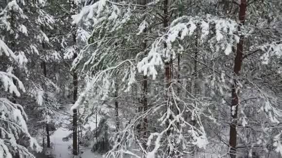 雪中云杉和松树的冬林相机在移动视频的预览图