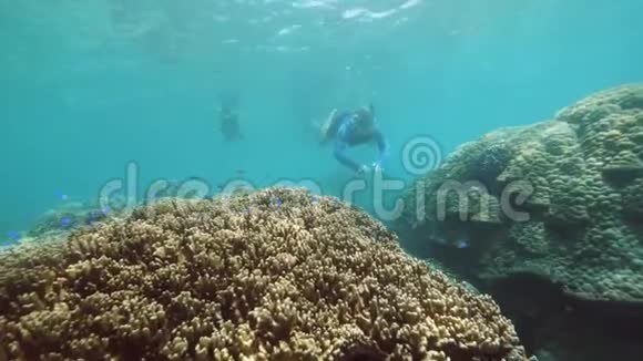 水下观赏珊瑚和鱼类游客喜欢浮潜视频的预览图