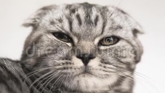 英国苏格兰褶皱猫快乐猫躺着休息漂亮的塔比猫宠物正在房间里休息视频的预览图