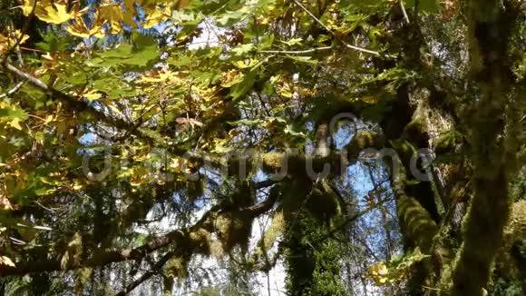 枫树上五颜六色的黄色变化的叶子在吹视频的预览图