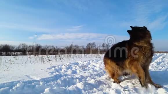 德国牧羊犬在雪地里跳跃奔跑视频的预览图