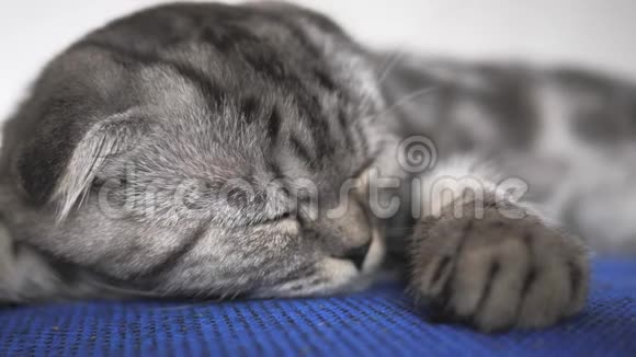 英国苏格兰折叠猫睡在扶手椅上快乐猫躺着休息漂亮的塔比猫宠物在休息视频的预览图