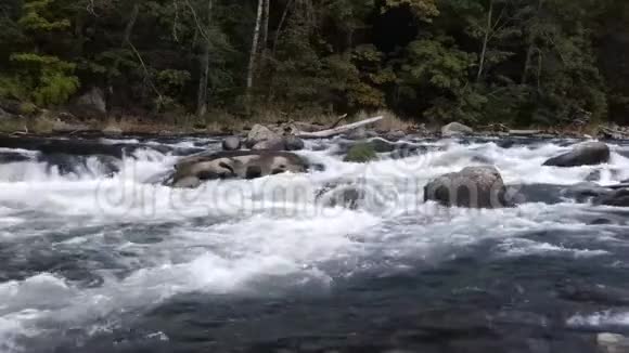 河流流经太平洋西北森林有巨石和急流视频的预览图