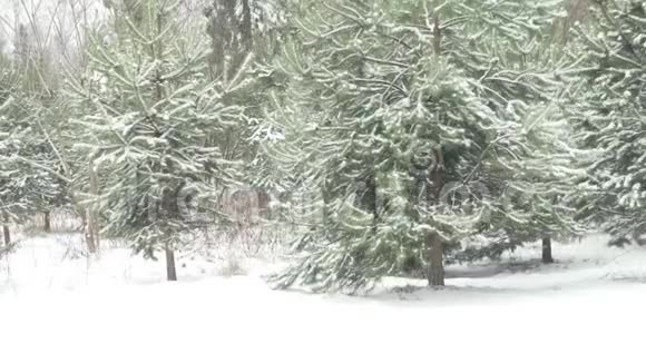 森林里美丽的白雪覆盖的圣诞树视频的预览图