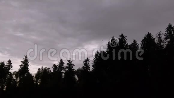 在漆黑的黄昏树上在昏暗的黄昏天空中筑巢视频的预览图