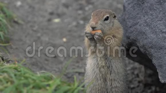 北极地松鼠吃杏仁坚果爪子抓食物视频的预览图