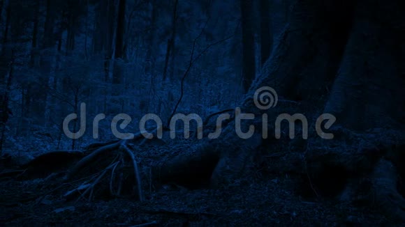 夜晚森林中的树根视频的预览图