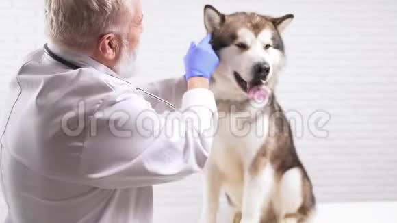 专业老年医生在兽医诊所检查狗耳朵视频的预览图