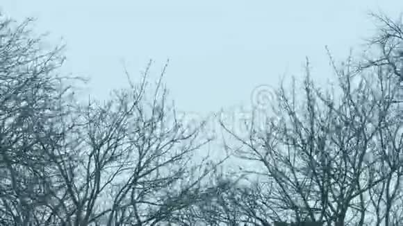 狂风中裸露的树梢视频的预览图