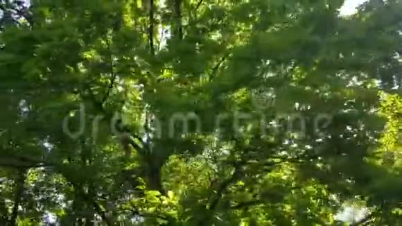 春天的绿叶和太阳抽象的自然背景视频的预览图