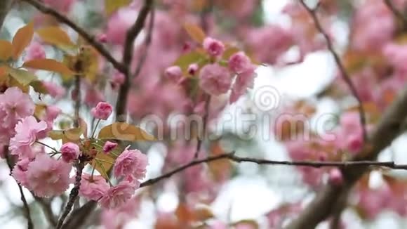 在植物园开花期间树枝上开着美丽的粉红色樱花视频的预览图