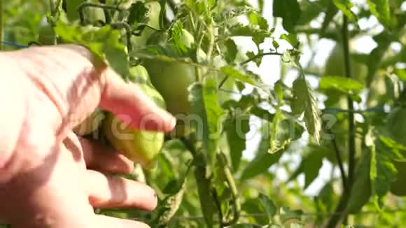 农民手检查绿色西红柿园丁在农场种植园的特写镜头上检查番茄作物番茄水果视频的预览图