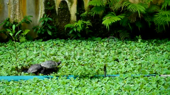 绿蕊植物背景天然有机质对海龟的影响视频的预览图