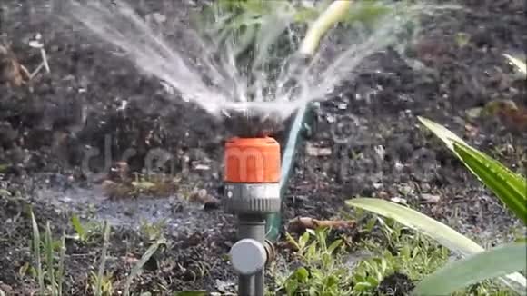 花园洒水软管浇灌花草视频的预览图