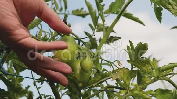 农民手检查绿色西红柿绿色西红柿成熟在灌木丛的树枝上园丁检查一个番茄作物视频的预览图