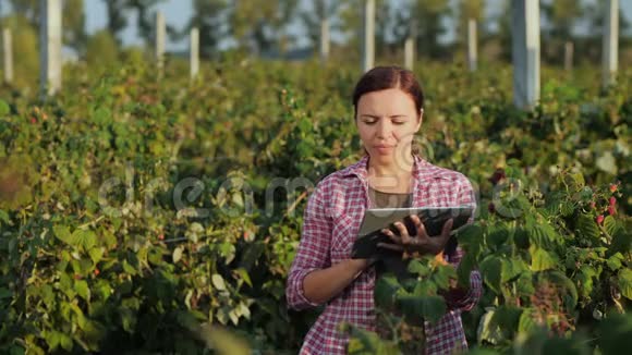 在树莓地里用石碑干活的女农民视频的预览图