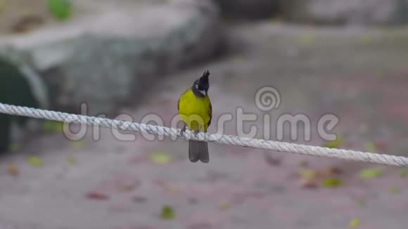 泰国公园斜坡上的黑枕灯泡黄视频的预览图