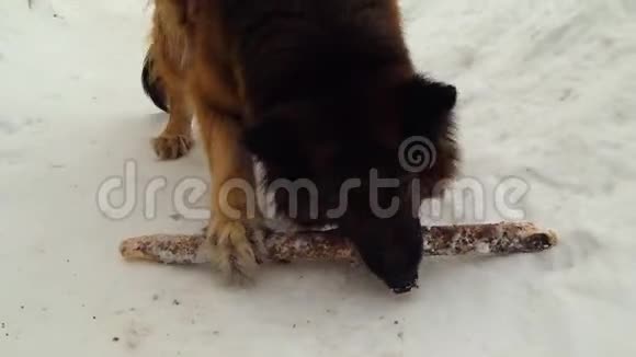 德国牧羊犬在雪地里玩棍子视频的预览图